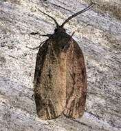 Image of Large Aspen Tortrix