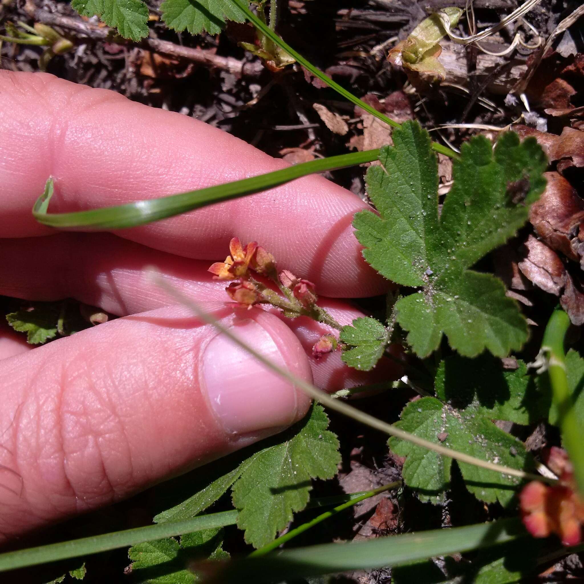 Слика од Ribes erythrocarpum Coville & Leiberg