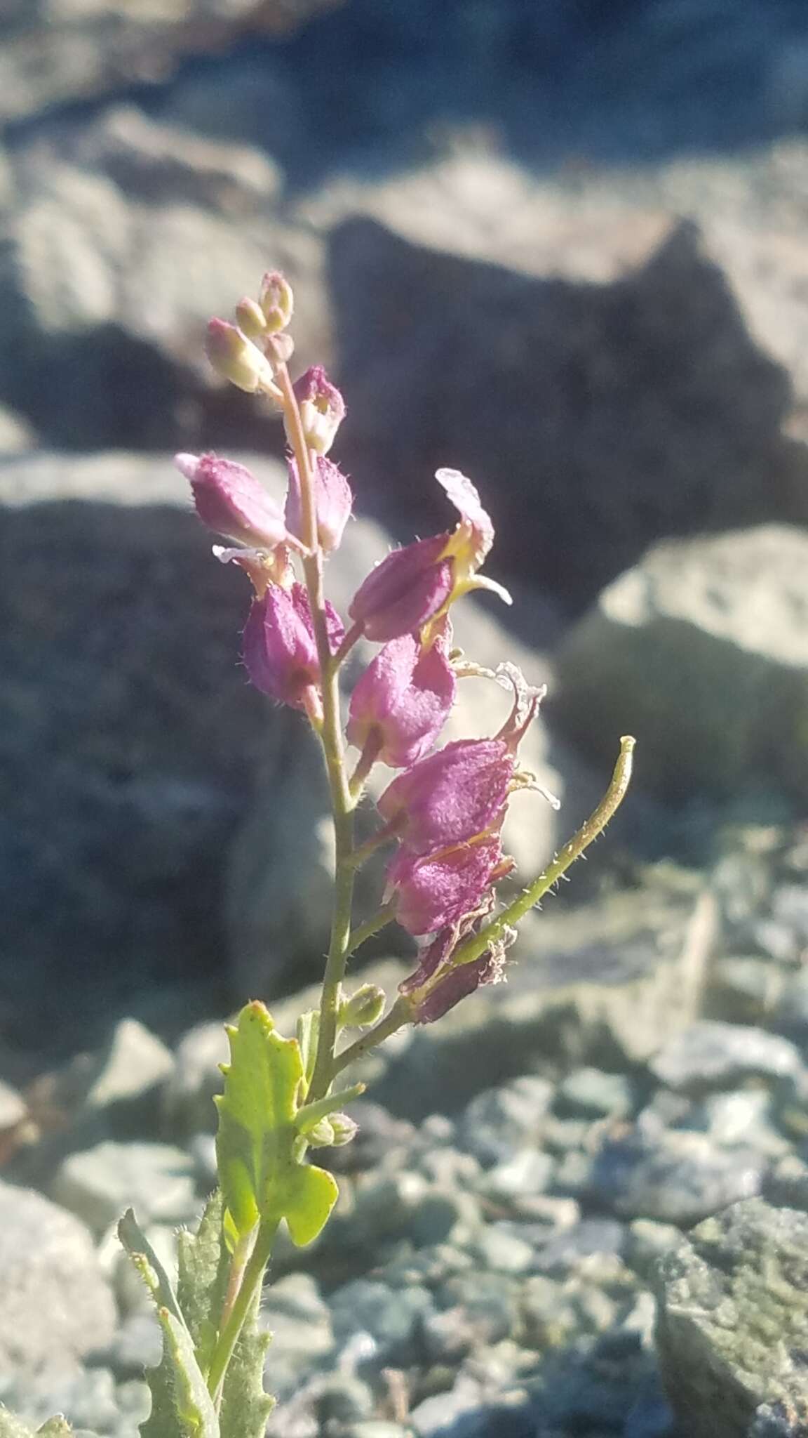 Слика од Streptanthus glandulosus subsp. pulchellus (Greene) Kruckeb.