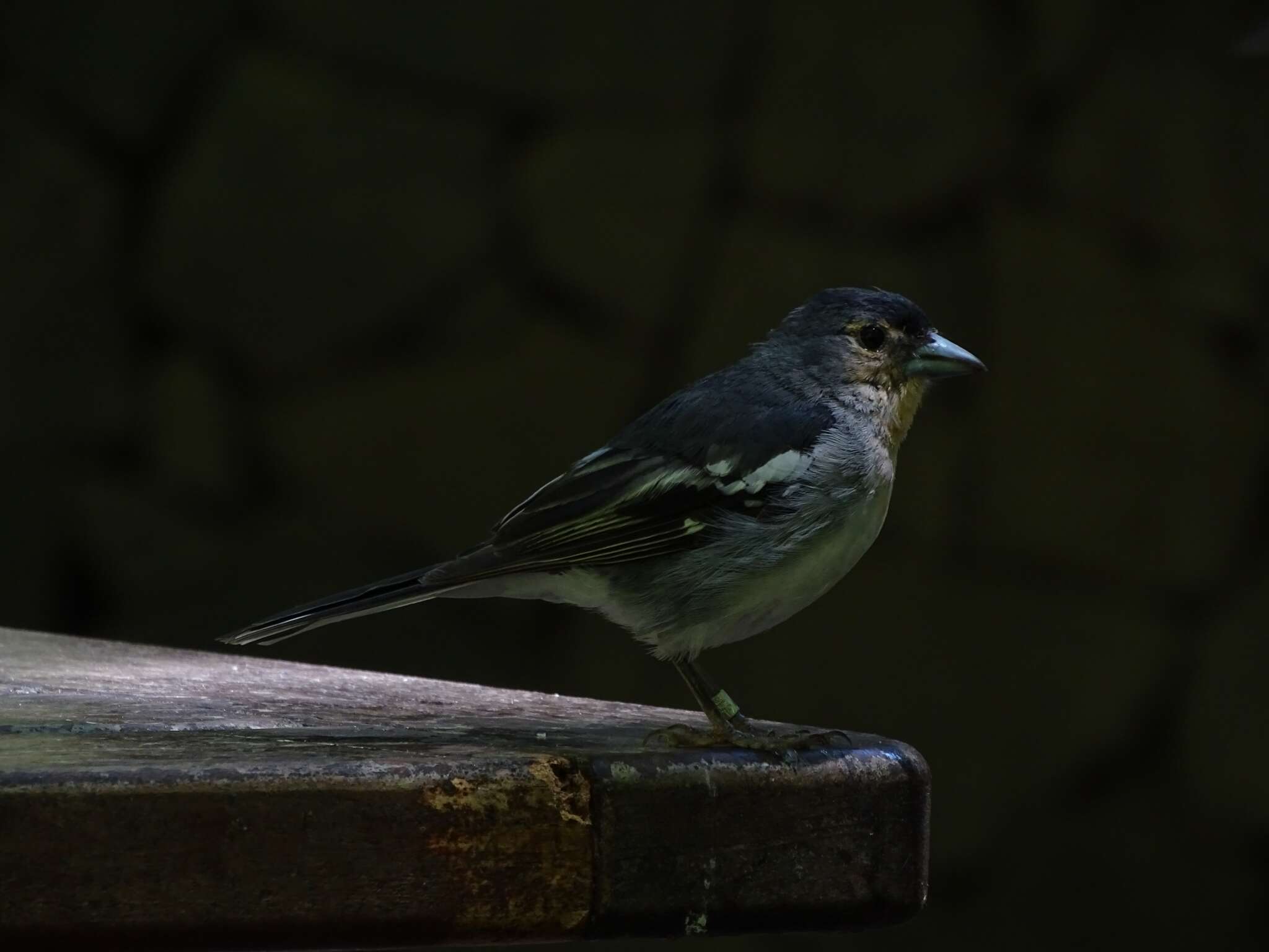 Image of La Palma Chaffinch