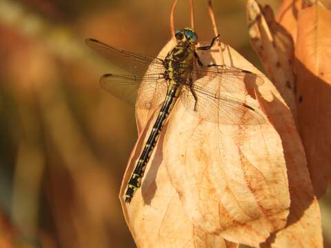 Image of Olive Clubtail