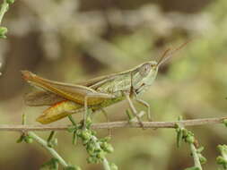 Image of Euchorthippus chopardi Descamps 1968