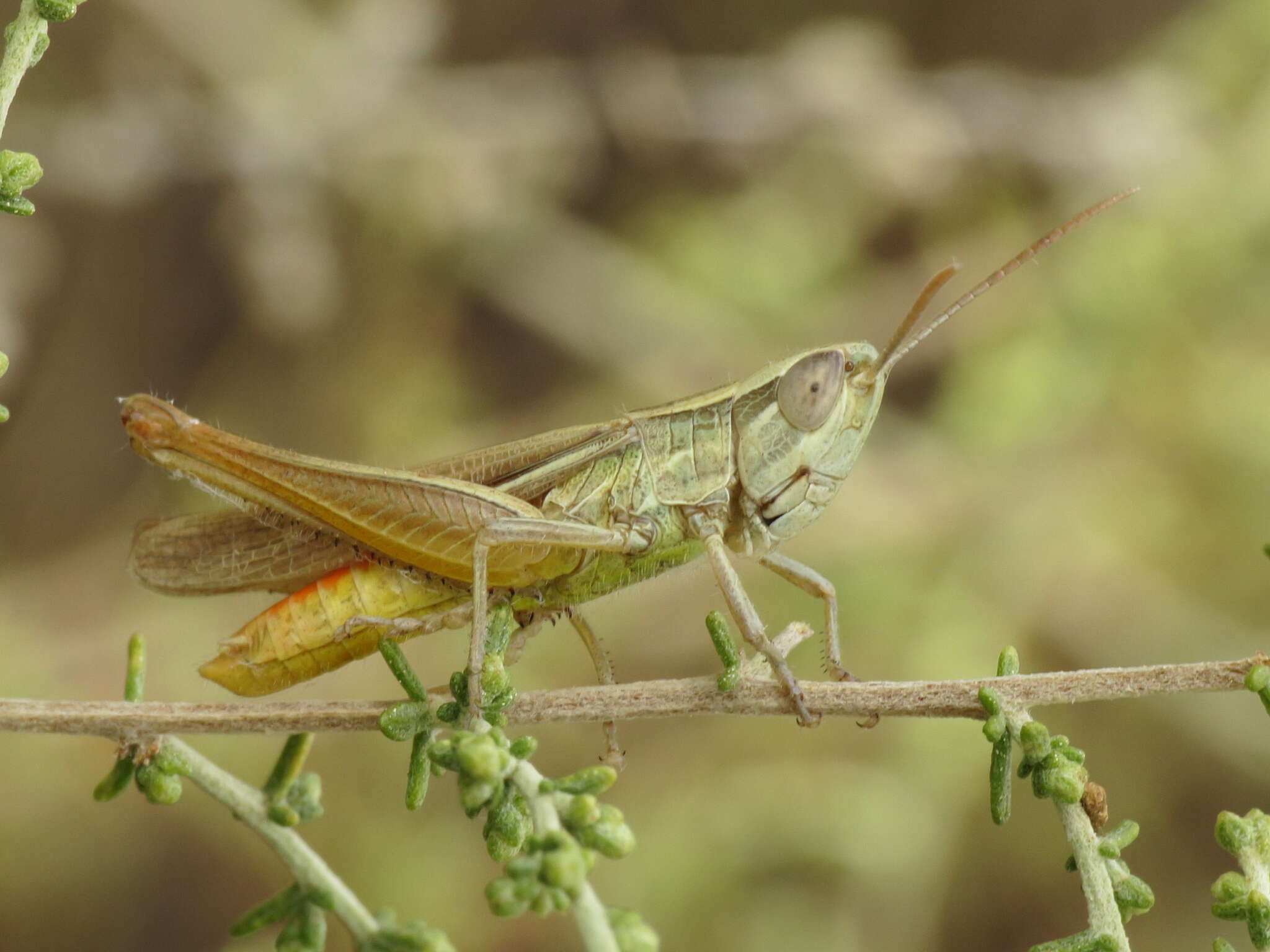 Image of Euchorthippus chopardi Descamps 1968