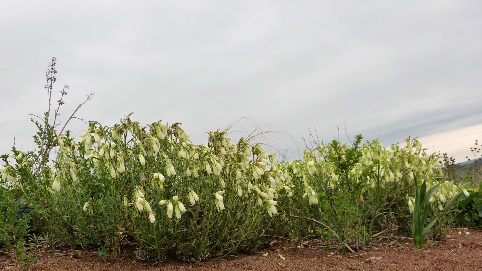 Image of Onosma tanaitica