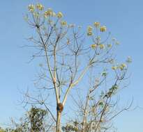 Imagem de Cochlospermum orinocense (Kunth) Steud.