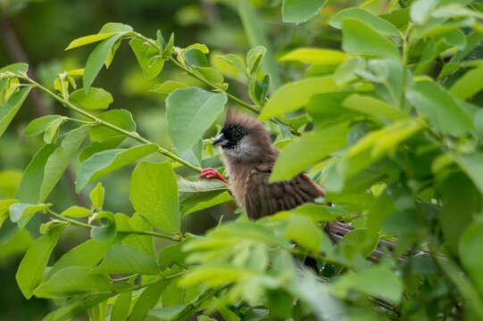 Image of Red-backed Mousebird