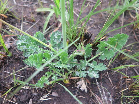 صورة Afrosciadium caffrum (Meisn.) Winter