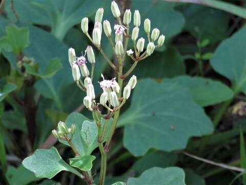 Image of variableleaf Indian plantain