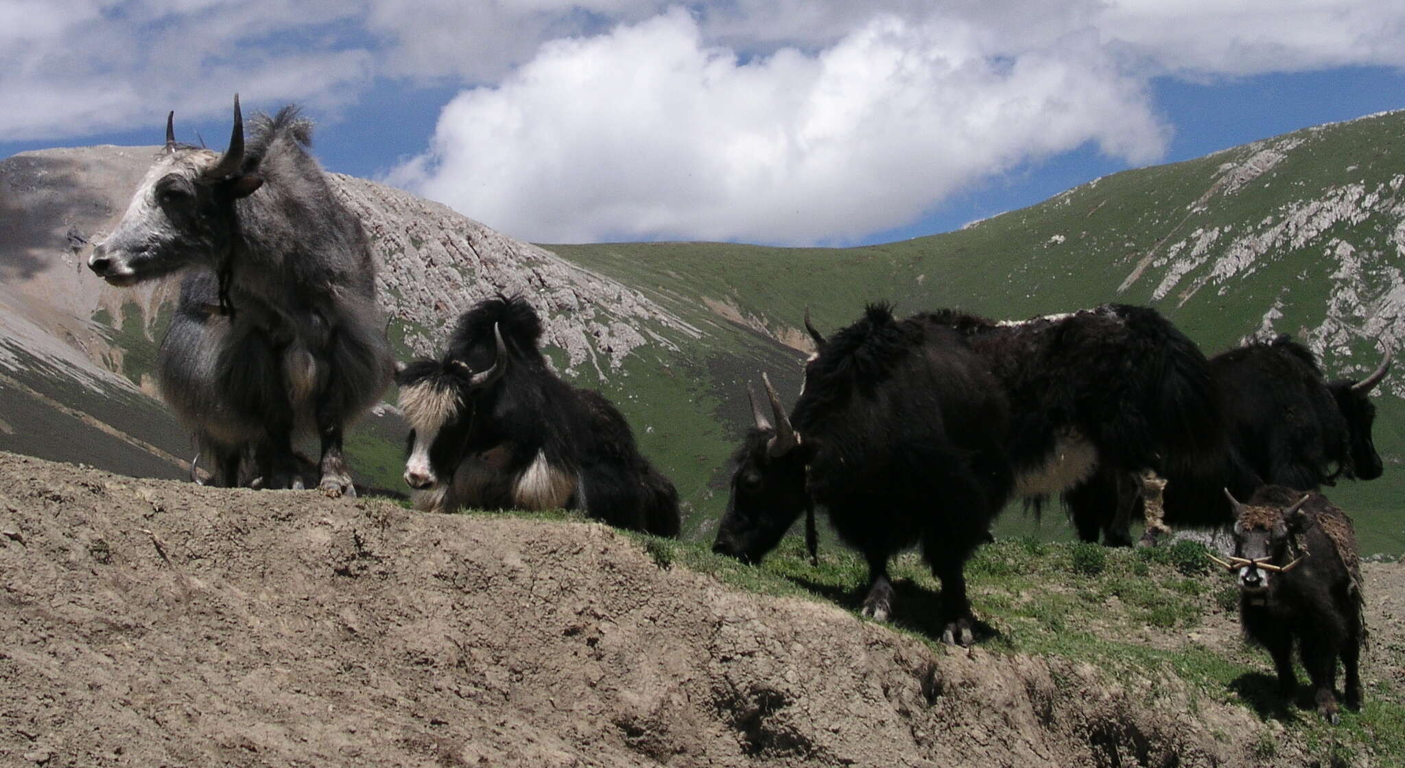 Image of yak