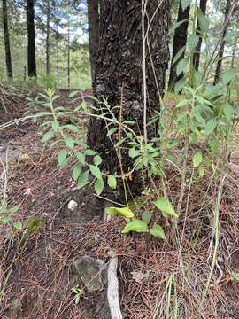 Image of Ehrenberg's adder's-mouth orchid