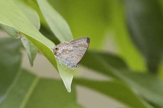 Image of Catopyrops florinda (Butler 1877)