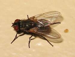 Image of house fly