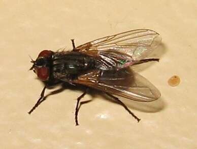 Image of house fly