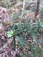 Ozothamnus argophyllus (A. Cunn. ex DC.) A. A. Anderberg resmi