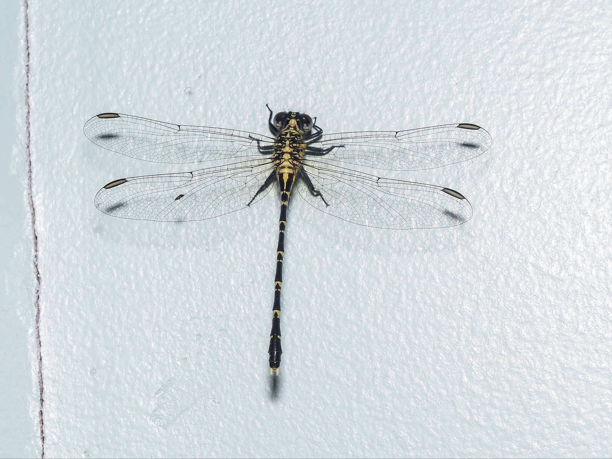 Image of Hemigomphus comitatus (Tillyard 1909)