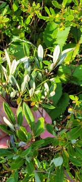 Salix argyrocarpa Anderss. resmi