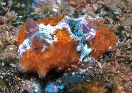 Image of Sclerodoris rubicunda (Baba 1949)