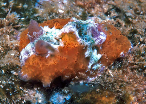 Image of Sclerodoris rubicunda (Baba 1949)