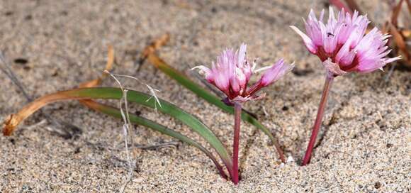 Image of Robinson's onion