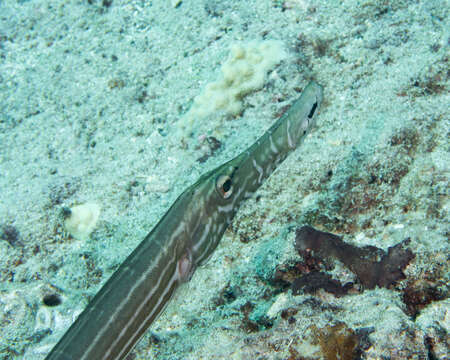 Image of trumpetfishes