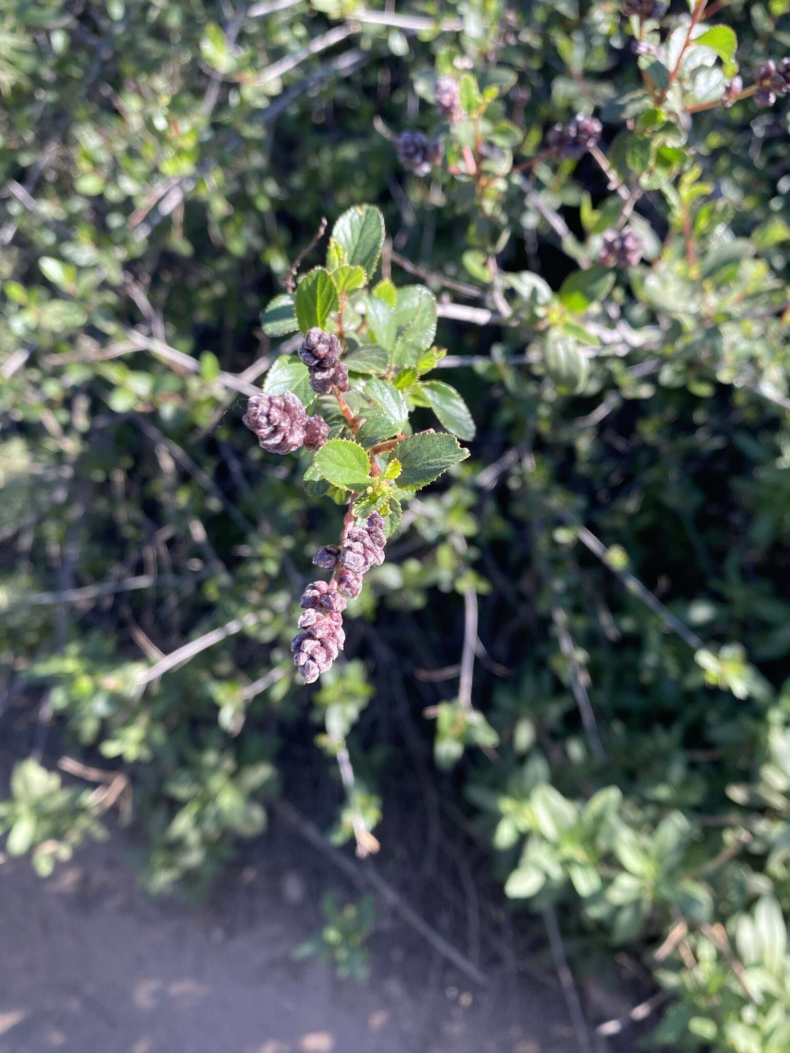 Image of woolyleaf ceanothus