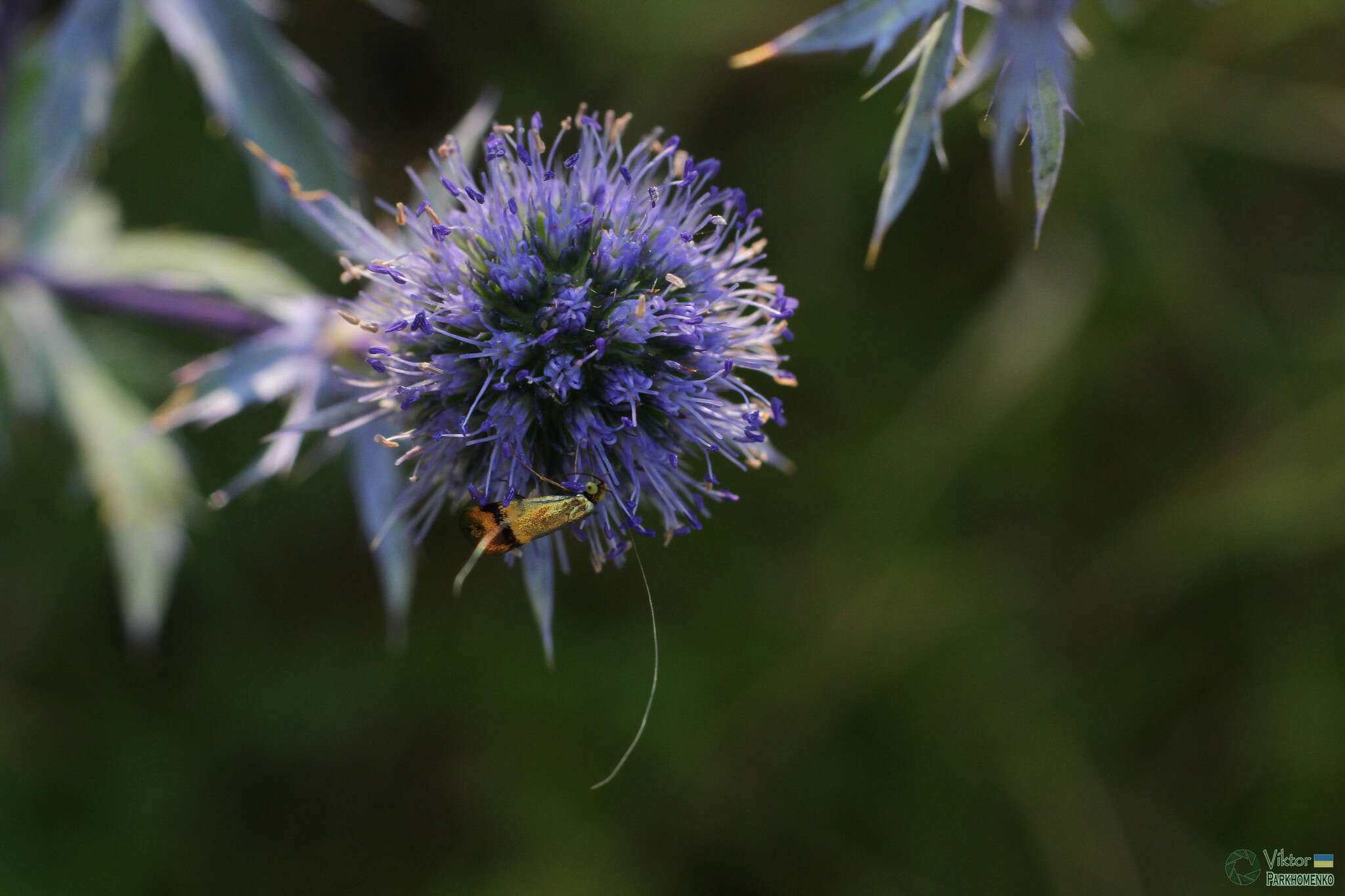 Imagem de Nemophora dumerilella (Duponchel 1839)