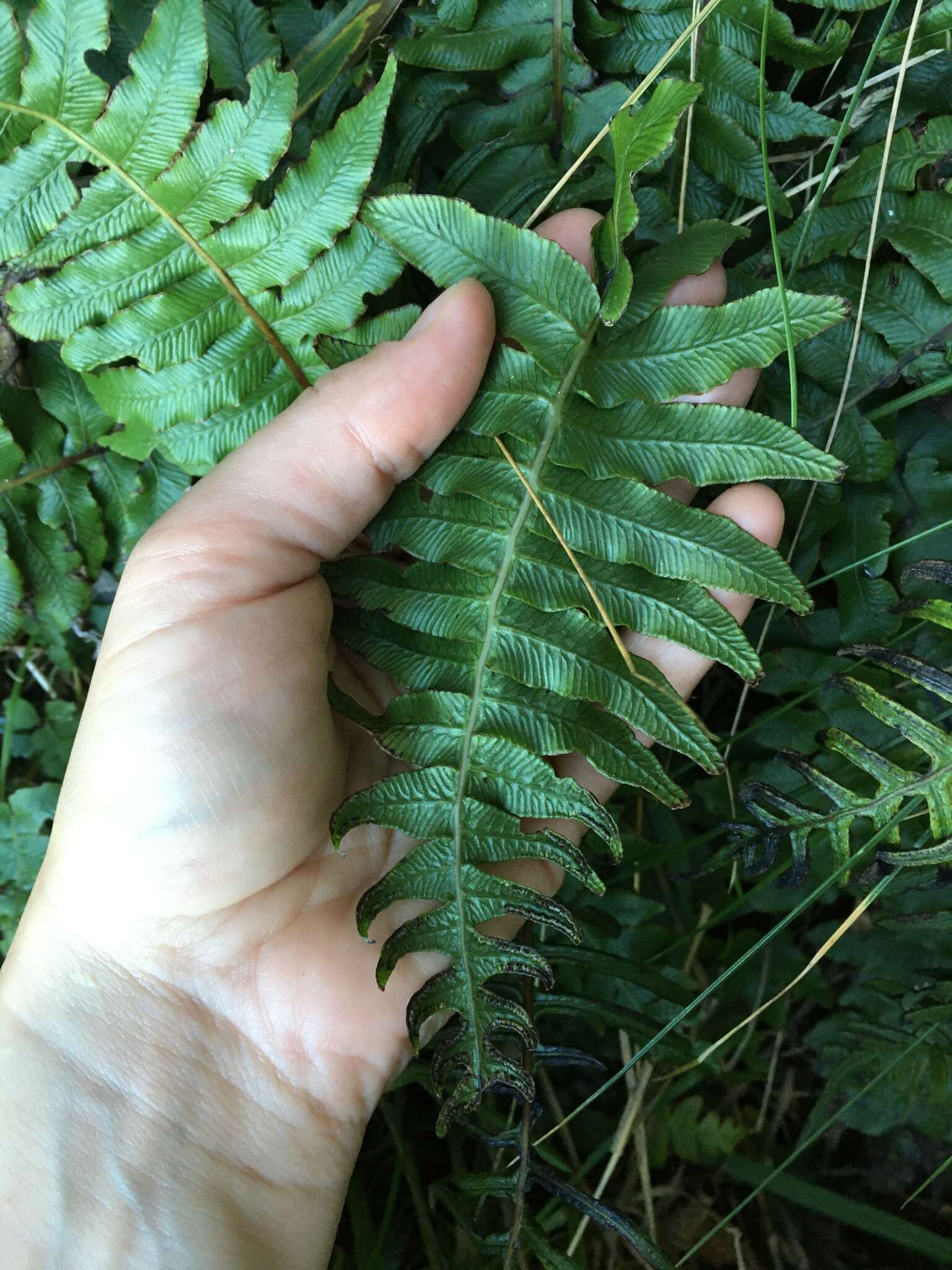 Image of Cranfillia deltoides