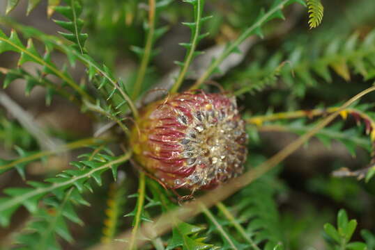 صورة Banksia nivea Labill.