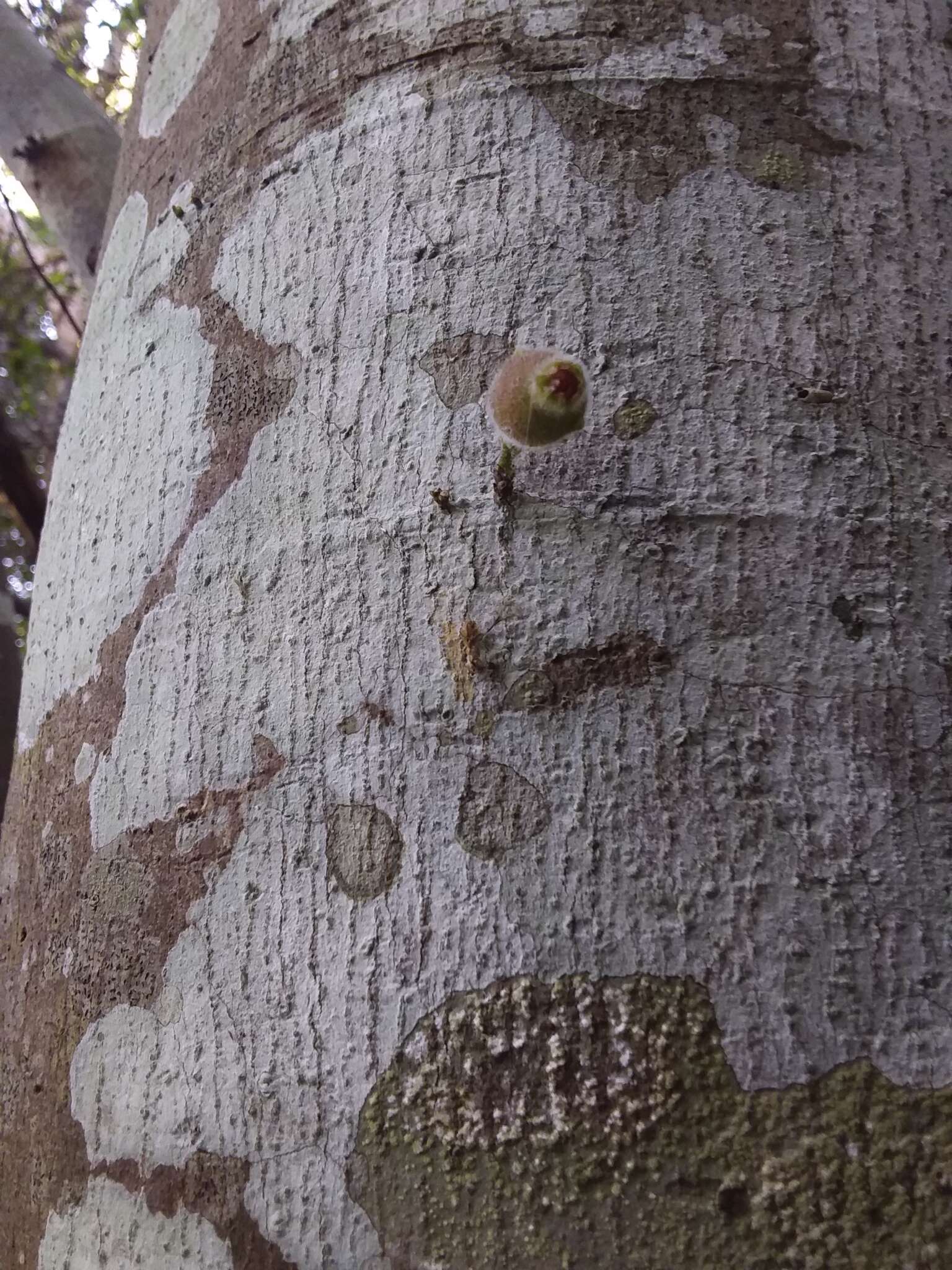 Image of Ficus coronata de Spin