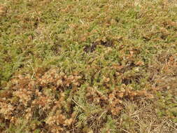 Image of shore juniper