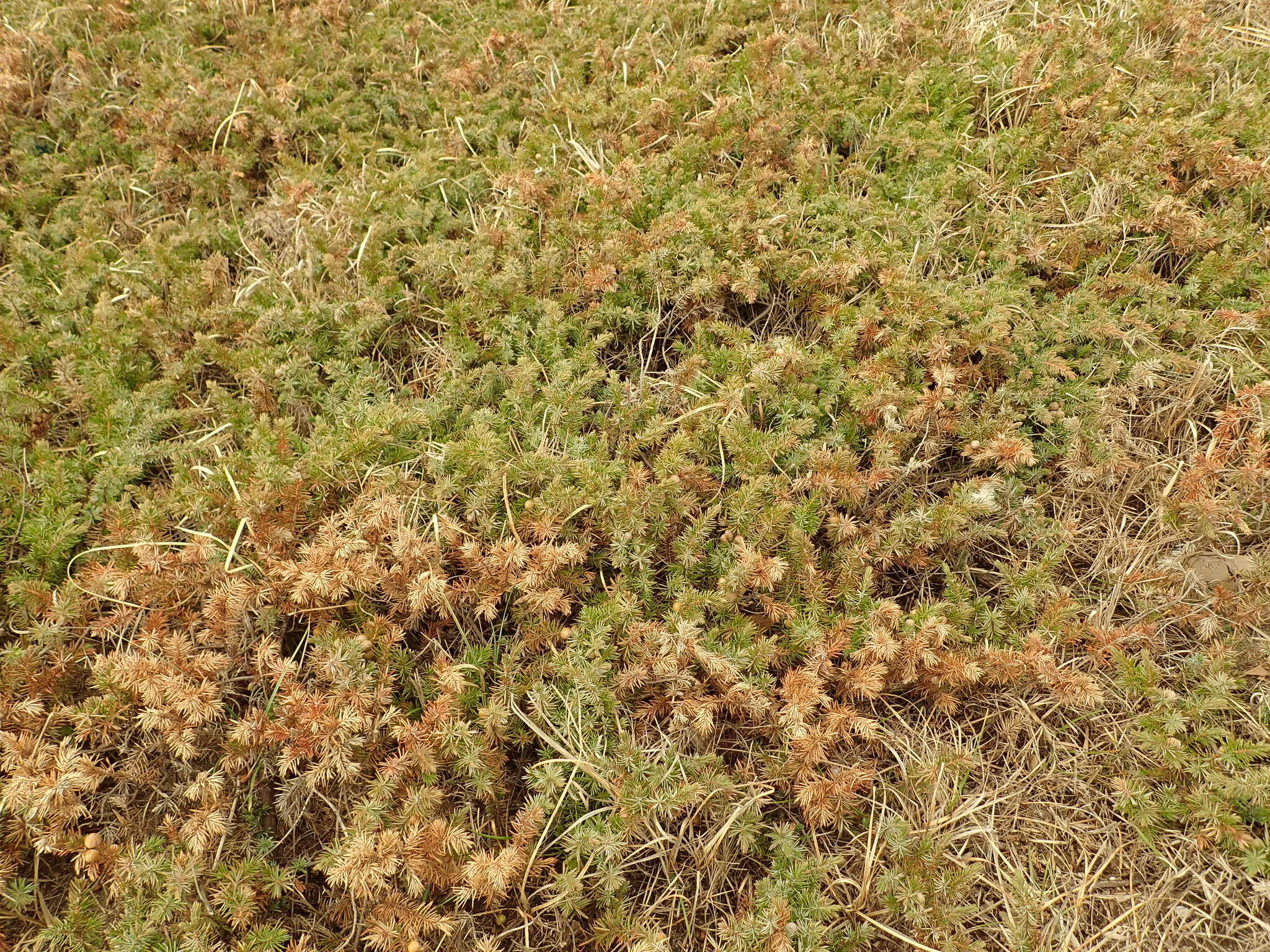 Juniperus rigida subsp. conferta (Parl.) Kitam. resmi