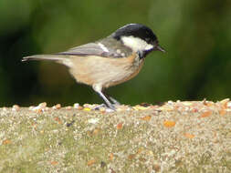 Image of Periparus ater britannicus (Sharpe & Dresser 1871)