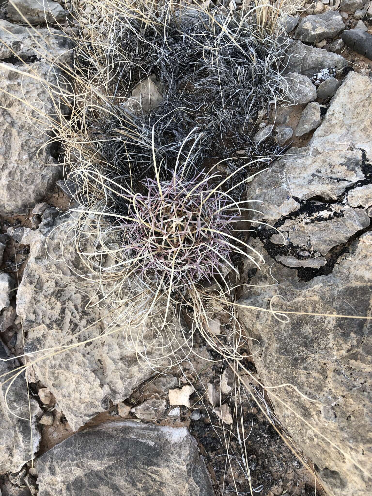 Image of Chihuahuan Fishhook Cactus