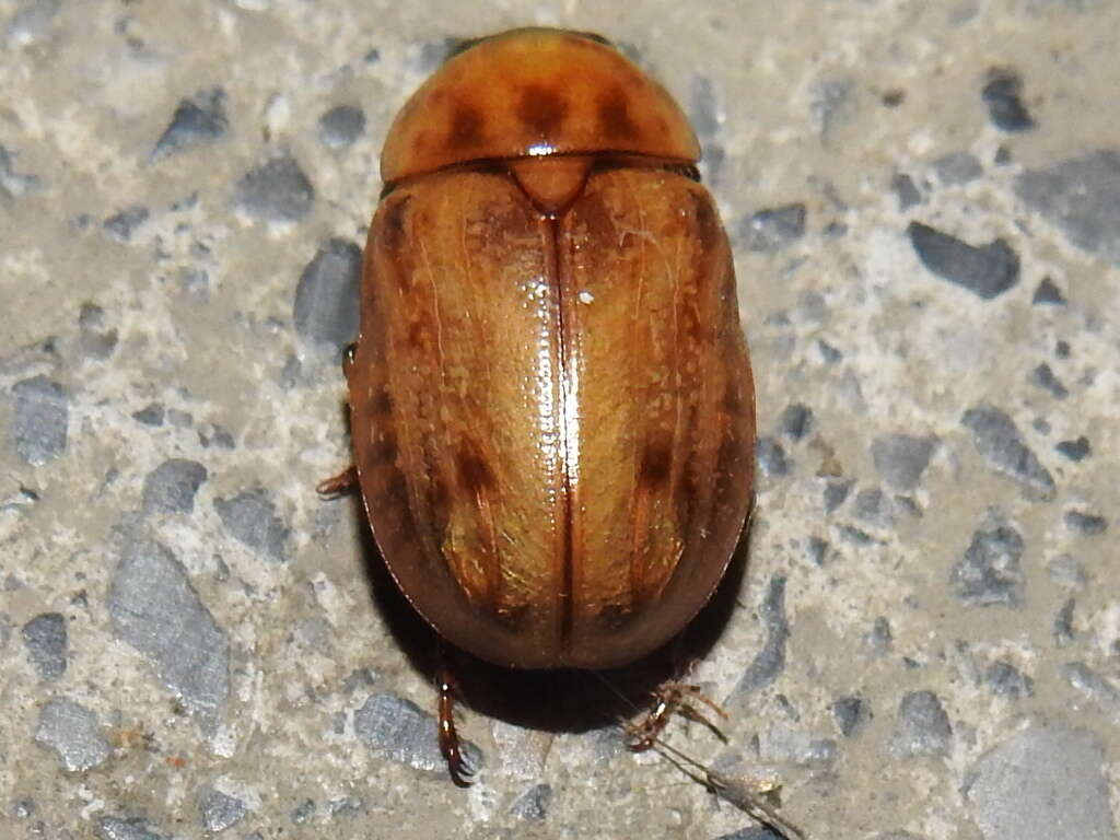 Слика од Cyclocephala lunulata Burmeister 1847