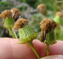 Image of Senecio paniculatus Berg.