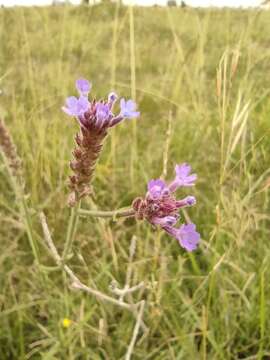 صورة Verbena intermedia Gillies & Hook.