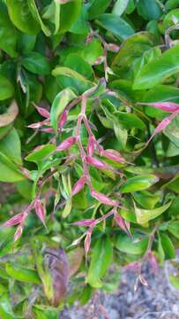 Image of Hypoestes caudata Benoist