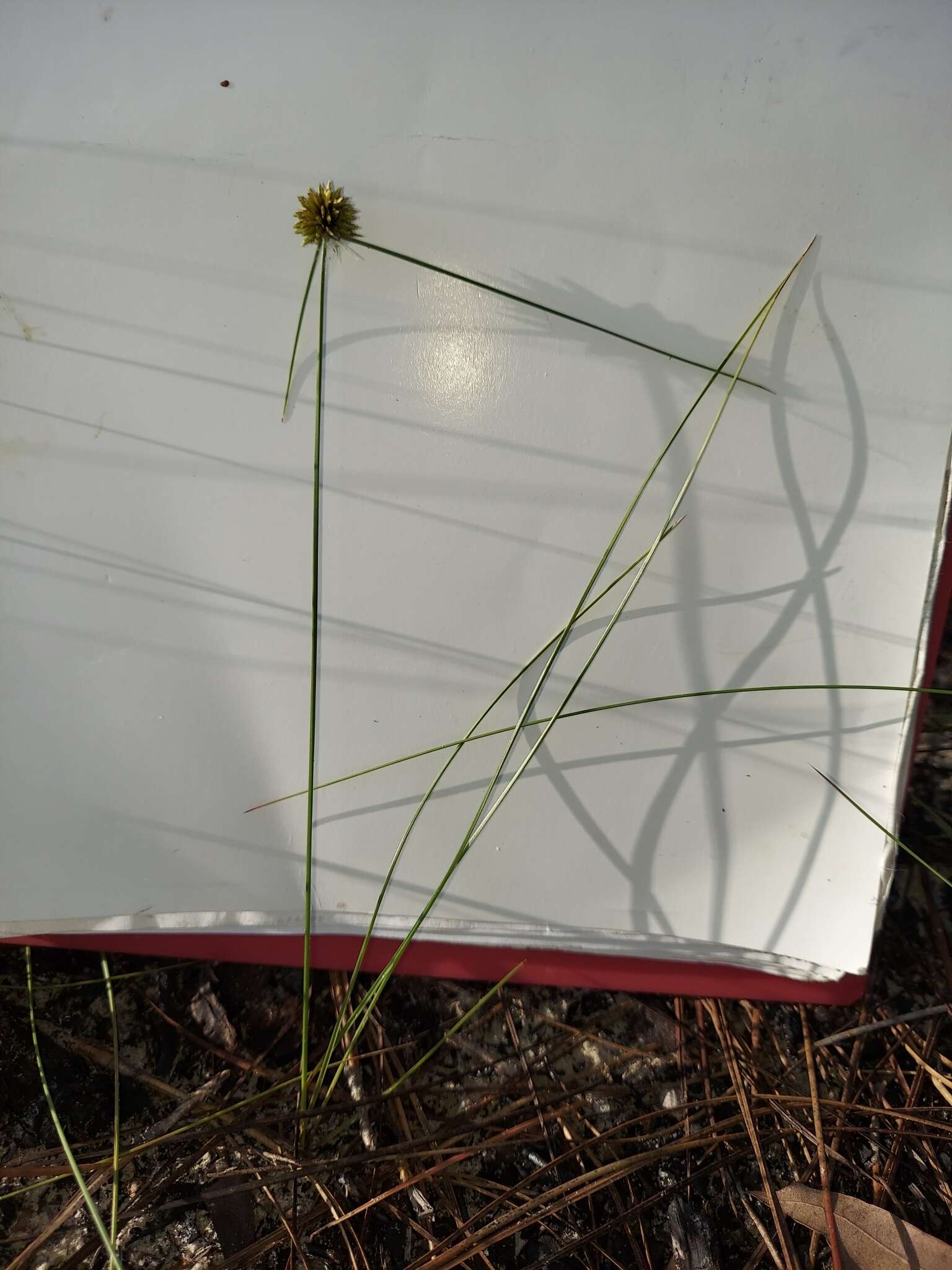 Cyperus filiculmis Vahl resmi