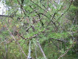 Image of American Larch