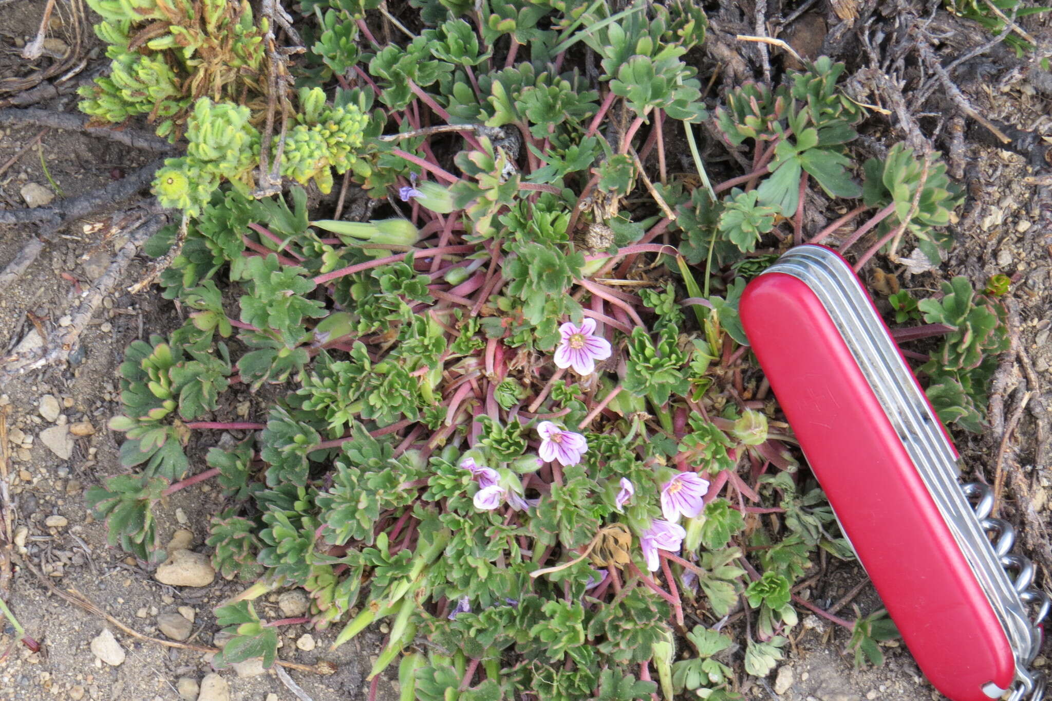 Imagem de Geranium sessiliflorum Cav.