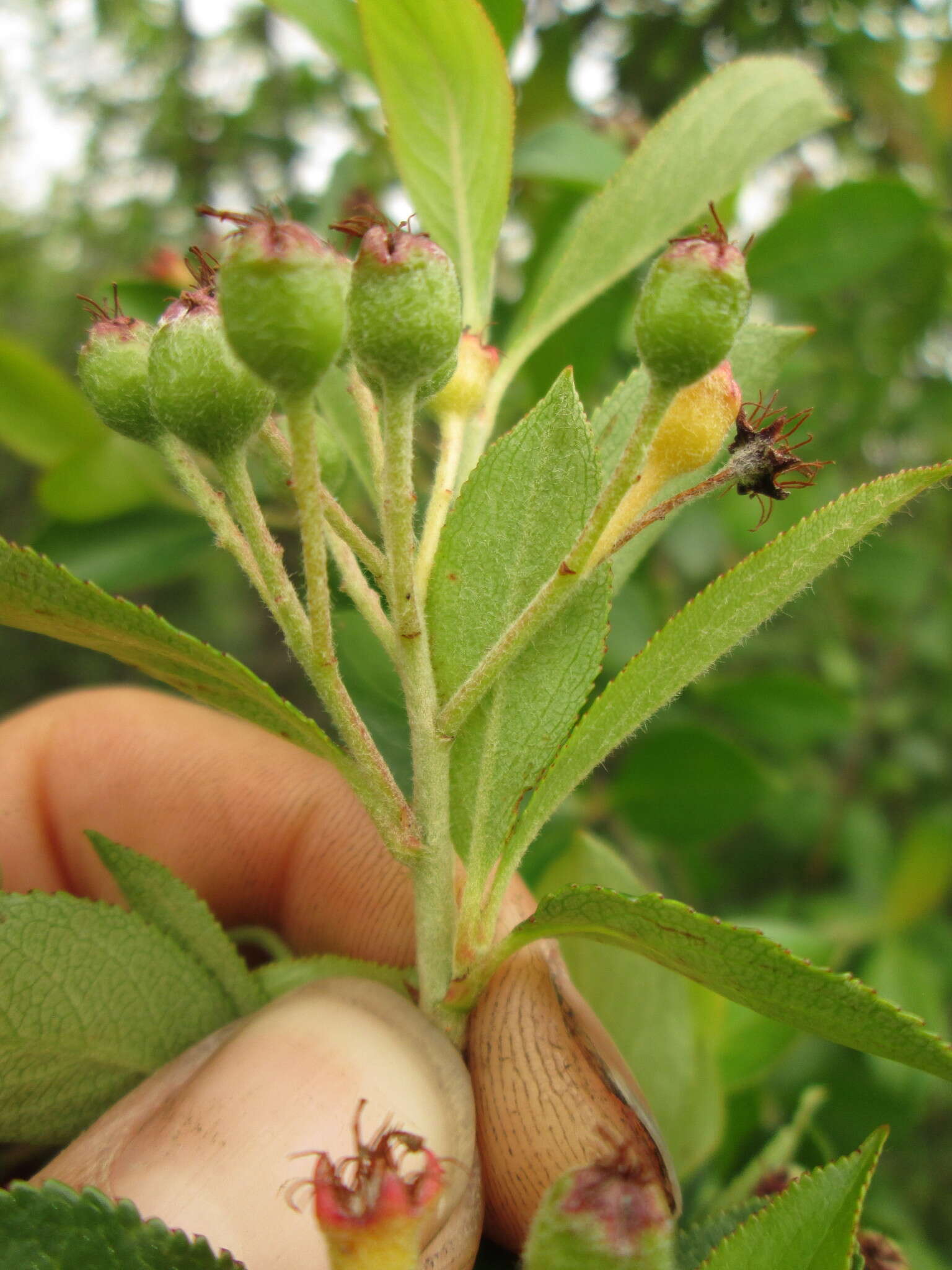 Photinia floribunda (Lindl.) K. R. Robertson & J. B. Phipps的圖片