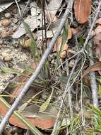 Image of Goodenia bellidifolia subsp. bellidifolia