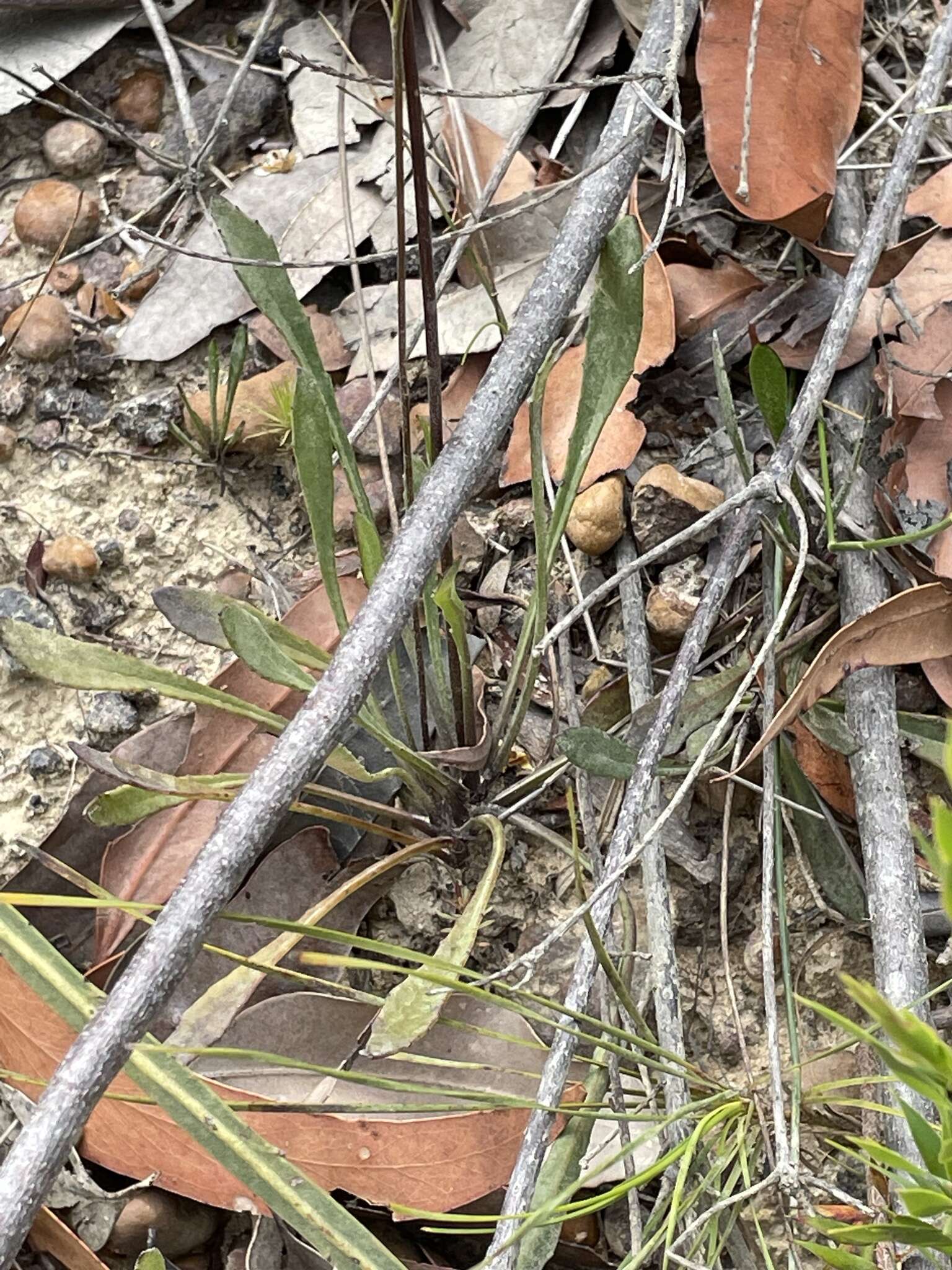 Image of Goodenia bellidifolia subsp. bellidifolia