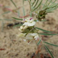 صورة Astragalus australis (L.) Lam.