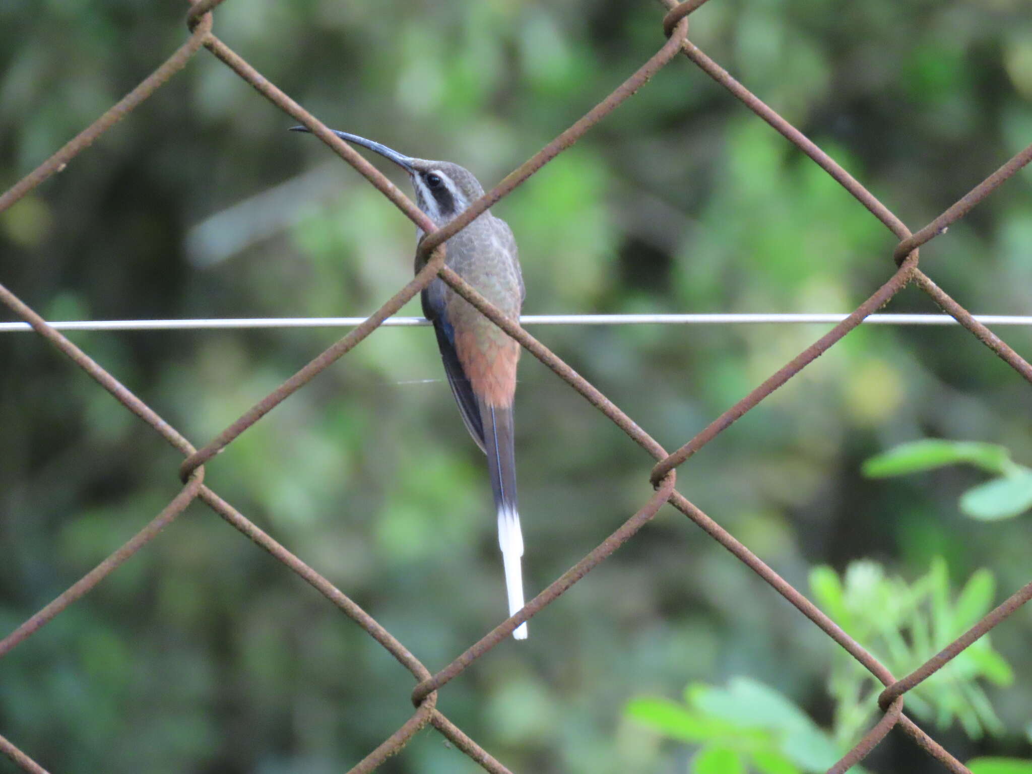 Phaethornis augusti (Bourcier 1847) resmi