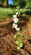 Image of Begonia gracilis Kunth