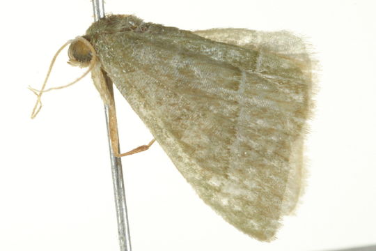 Image of <i>Chlorissa dorsicristata</i> Warren 1905