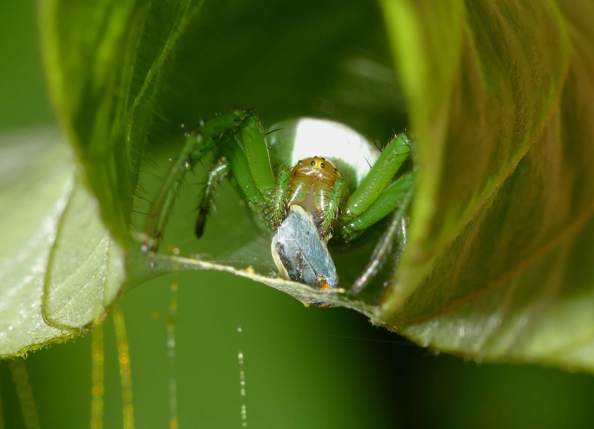 Image of Aoaraneus pentagrammicus