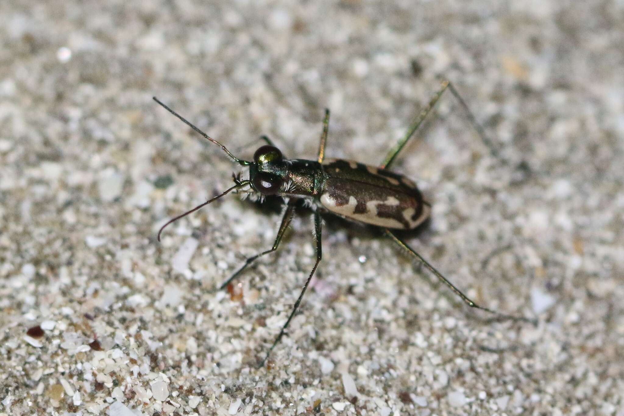 Image of Opilidia macrocnema (Chaudoir 1852)