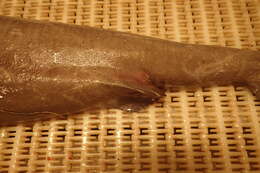 Image of sleeper shark